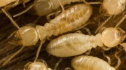 Termites