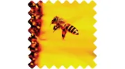 Bee Removal USA