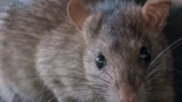Rodent Removal