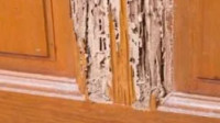 Termite Control