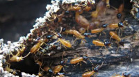 Termite Inspection & Treatment