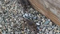 Rodent Control