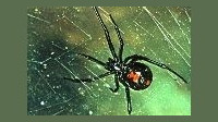 Black Widow