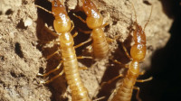Termite Control