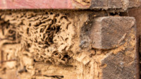Termite Inspection