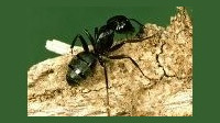 Carpenter Ants