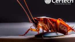 Cockroach Control Cockroach Control