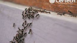 Ant Control Ant Control