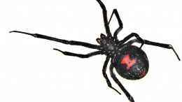 Spider Control Spider Control