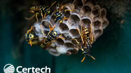 Wasp Control Wasp Control
