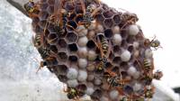 Wasp & Hornet Control Service