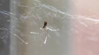 Spider Control Service