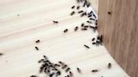 Ant Control Service