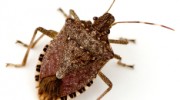 Stink Bug
