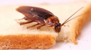 Indoor Pest Management
