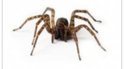 Spiders