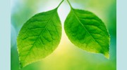 Green Pest Control