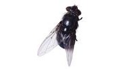Flies