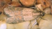Pantry Pests