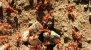 Ant Control