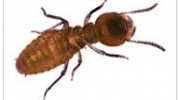 Termites