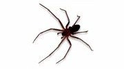 Brown Recluse Spider