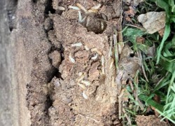 Subterranean Termite