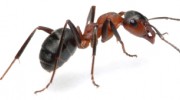 Ant Control