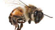 Bee Control