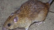 Rats