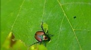 Japanese Beetles