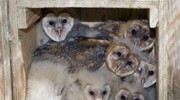 Wildlife Service
