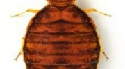 Bed Bugs