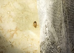 Bed bug