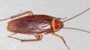 Cockroaches