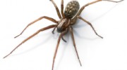 Spider Control