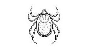 Ticks