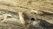 Termites