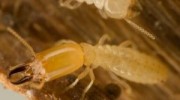 Termites