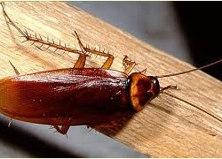 Roach
