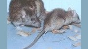 Rats