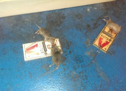 With all my experience i was still surprised to see 2 mice on 1 trap.