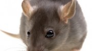Rodent Control