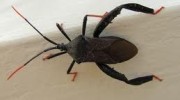 Insects