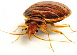 Bed Bug