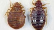 Bed Bugs