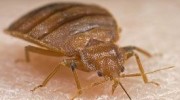Bed Bugs