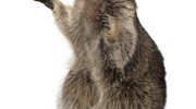 Wildlife Removal