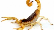 Scorpions