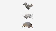 Animal Removal